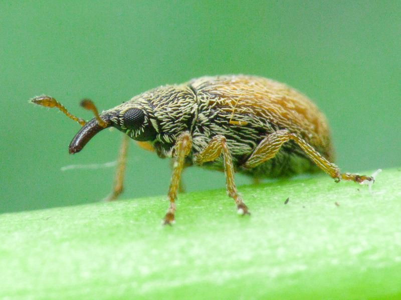Malvapion malvae (Fabricius, 1775)